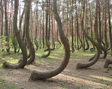 神秘《彎曲森林》 植物90度生長的原因是？