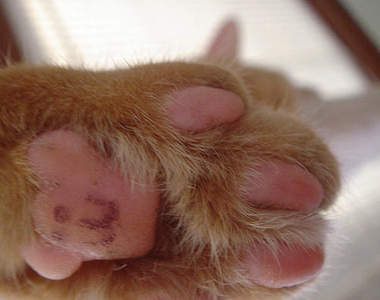 貓的！Show me your 貓肉墊