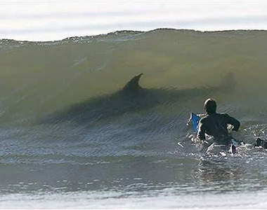 嗜血鯊魚 宰人就跟咬小黃瓜一樣簡單
