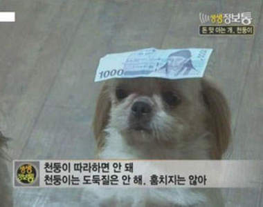 愛偷錢的小狗　被發現還知道自己做錯了？!