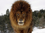 用生命在拍照的猛獸攝影師~ 用生命在拍照的猛獸攝影師~
