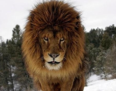 用生命在拍照的猛獸攝影師～