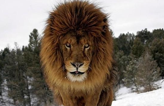 用生命在拍照的猛獸攝影師~ | 宅宅新聞