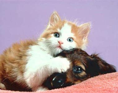 阿貓阿狗的戰爭與和平