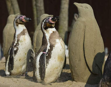 偽˙企鵝 進駐企鵝區 結果...？