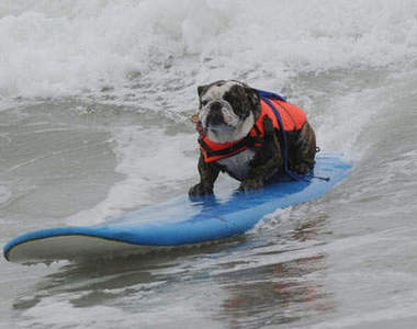 帥氣狗狗衝浪大賽　衝啊～
