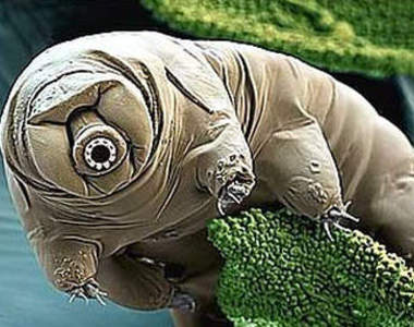 外星生物?"水熊蟲" 生命力超強