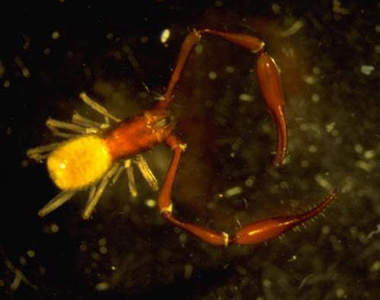 蜘蛛蠍 新品種的毒蠍大發現