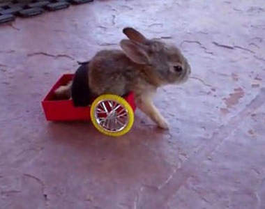 好心少年的兔兔專用輪椅　