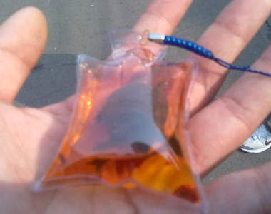 鑰匙龜 暗黑吊飾活體開賣