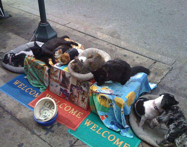 紐約奇景：睡著的貓狗揪團乞討！？