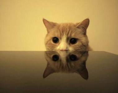 貓的~這才是躲貓貓啦!