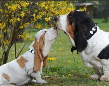 愛狗狗同時也能作公益　MOSCHINO PETS限定發售