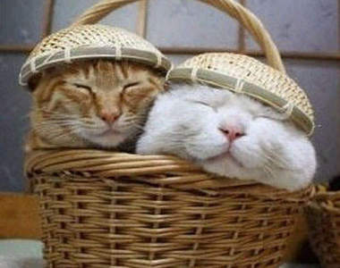 貓咪頭上到底發生了什麼事～