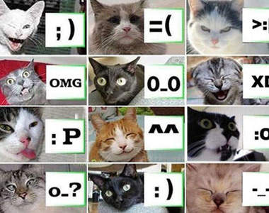 貓咪有表情：會笑會兇會吐舌～