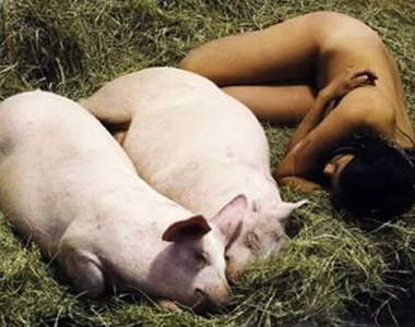 有夠怪！《十大奇詭藝術》我喜歡豬 豬也喜歡我