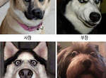 ★當狗狗遇到上班族★ ★當狗狗遇到上班族★