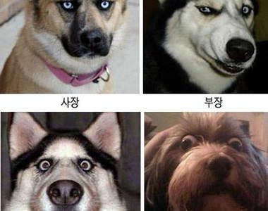 ★當狗狗遇到上班族★