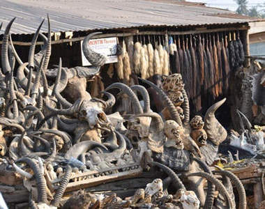 《巫術市場》裡頭什麼死人骨頭都買得到？！