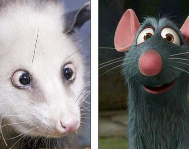 鬥雞眼老鼠　紅遍半邊天