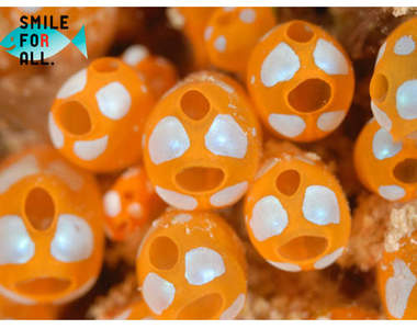 Smile for all.《微笑的海中生物》將元氣送到地震災區