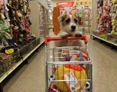 天才狗狗傑西(Jesse)  家事就交給我吧❤