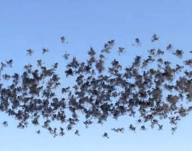 白天放煙火?!這場《黑色慶典》一樣炫目奪人!♥