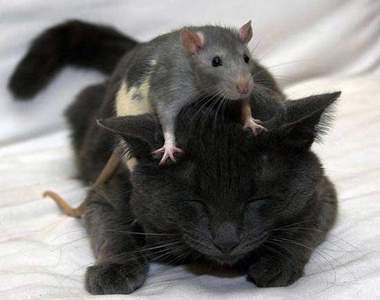 動物交朋友 四海皆一家