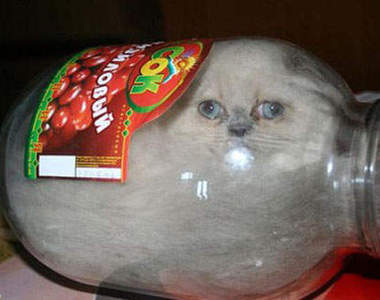 《瓶中貓》貓咪呀~你怎麼跑到瓶裡去啦！！