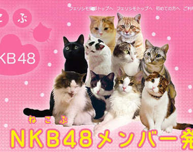 貓的！萌貓團體《NKB48》（ねこぶ48）Nya～～