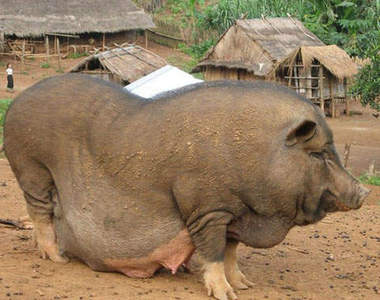 可愛胖動物 原來有這麼多肥胖症動物啊？！