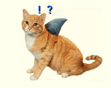 貓的！我是貓～不是鯊魚！