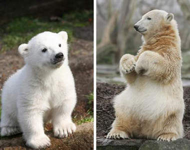 再見了~北極熊克努特