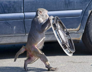 人類果真是猴子進化來的