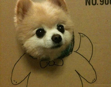 日本人氣爆發的博美狗偶像《俊介くん》參上♥♥♥