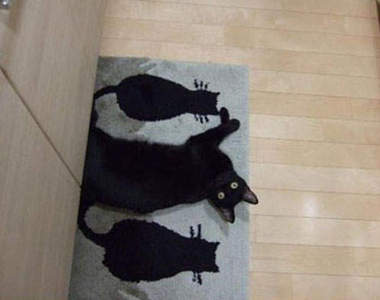 貓的!不要再裝了!