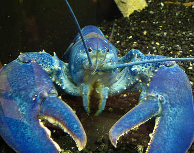 阿凡達龍蝦 出現機率1/4000000的稀有生物