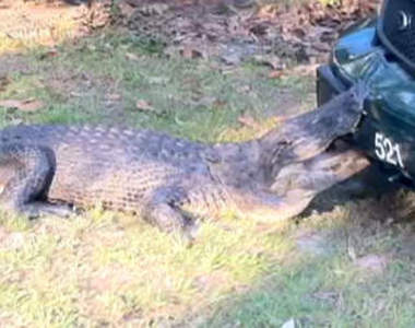 鱷魚為什麼要過馬路?因為有警車...