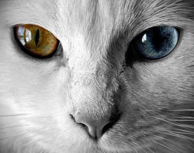 陰陽眼?雙色眼睛的貓好「謎」人