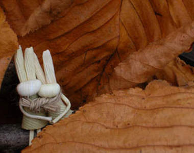 撫慰人心的白色天使《北國兔》～♥