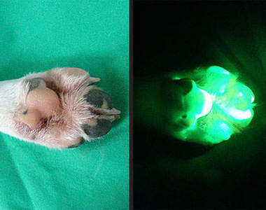 南韓螢光狗 在黑暗中閃閃發光～