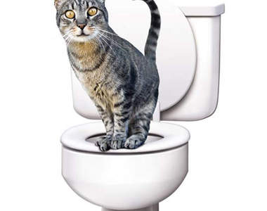 貓奴必學！教愛貓用馬桶《CitiKitty Cat Toilet》