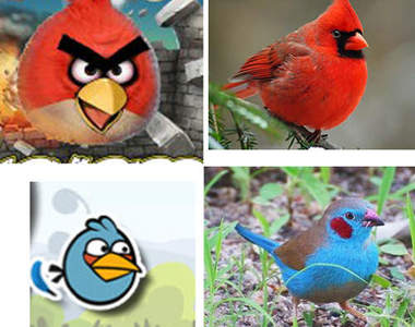 真的有憤怒鳥~遊戲鳥 真實鳥 對照整理