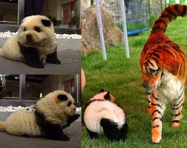熊貓？老虎？狗？傻傻分不清