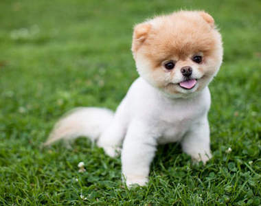 《圓臉狗阿布》在臉書上有180萬粉絲的狗狗Boo