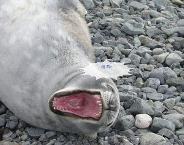 動物即將打噴嚏：哈哈哈哈~~~~ 秋！！