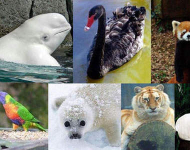 瀕臨絕種動物～保護牠們人人有責