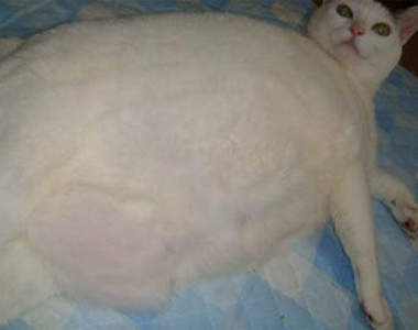 超Q的懶洋洋肥貓~