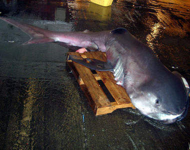 日本抓到巨大地震魚？！