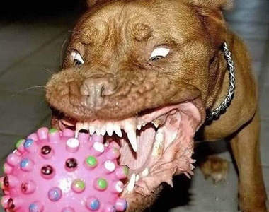 遇到兇猛的動物時…就照著這樣做就OK囉~